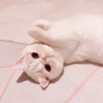 Taufik Hidayat avatar